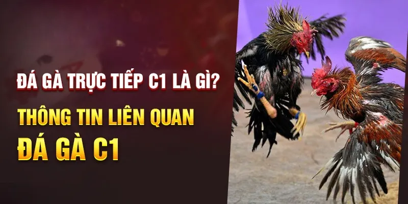 Đá Gà C1 - Giải Đấu Cực Đỉnh Không Nên Bỏ Lỡ Tại 88VV