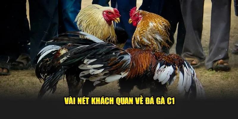 Đôi nét về hình thức đá gà lừng danh C1