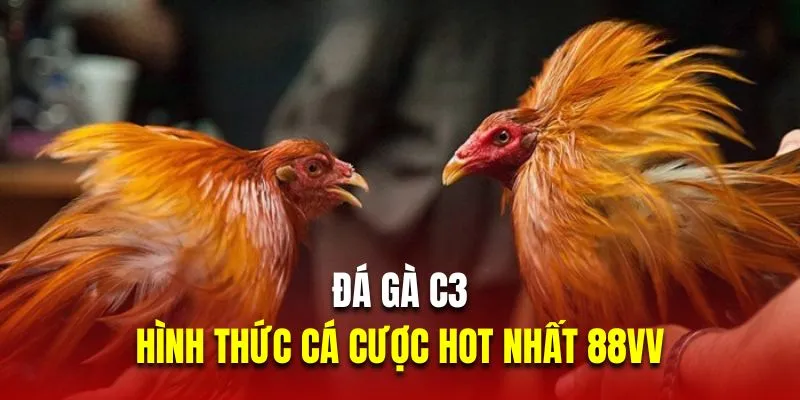 Đá Gà C3 - Hình Thức Cá Cược Trực Tuyến Hot Nhất Tại 88VV